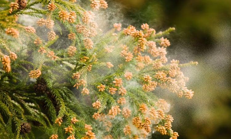 花粉がもたらす春先の肌荒れ！？「花粉皮膚炎」の原因と対策について徹底解説！