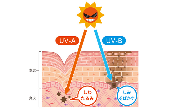 紫外線による肌への影響